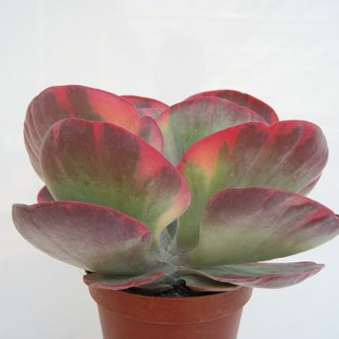 Kalanchoe thyrsiflora variegata